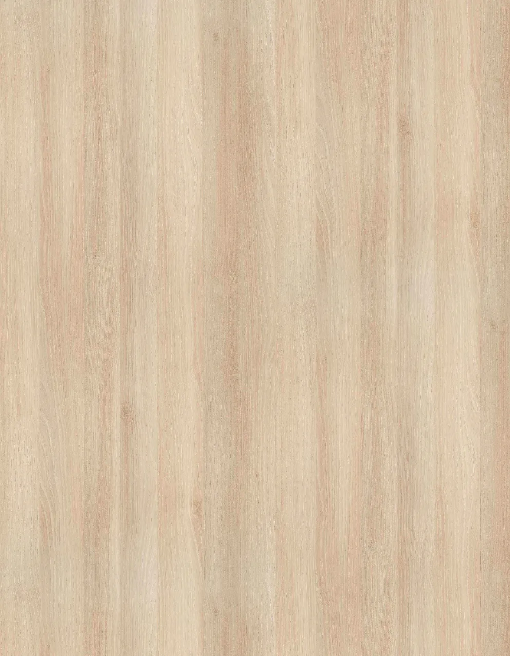 淺色萊克蘭刺槐